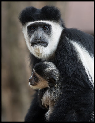 Pied Colobus  with baby