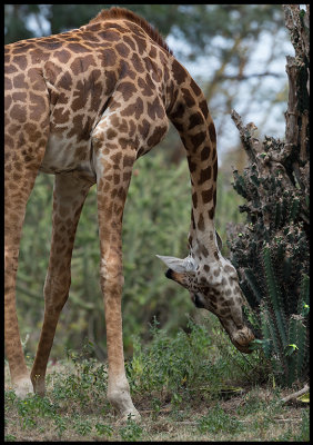 Giraff eating cactus