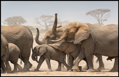 Amboseli Elephants walking down to drink in the marsh