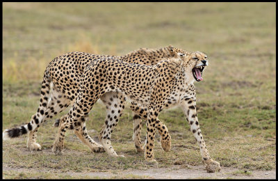 Two Cheeta brothers hunting together - Amboseli