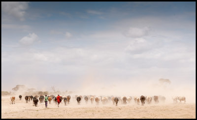 Masai Cattle in severe dust...