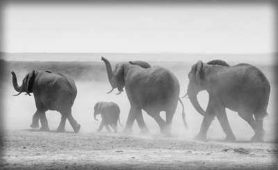 Elephants searching for water - Amboseli Kenya