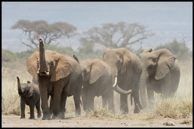 Elephants coming down from the forest to seek water