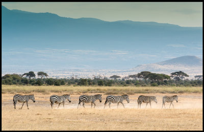 Zebras and the slopes of Kilimanjaro