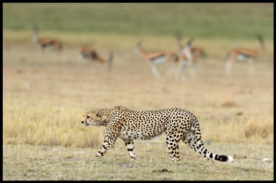 Predator & Prey - Cheeta & Thomson Gazelles in Amboseli NP