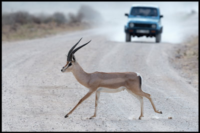 Grants Gazell crossing the road in Amboseli