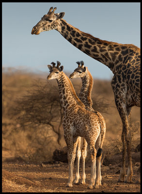 Giraff family near Amboseli