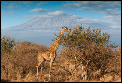 Giraff - the classic view near Kilimanjaro