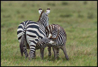Young Zebra and mother