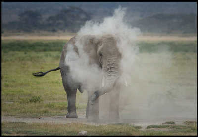 A solitary male Elephant dusting itself - Amboseli NP
