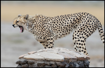 Cheeta on an Amboseli waypost