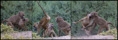 Young Baboons playing - Amboseli