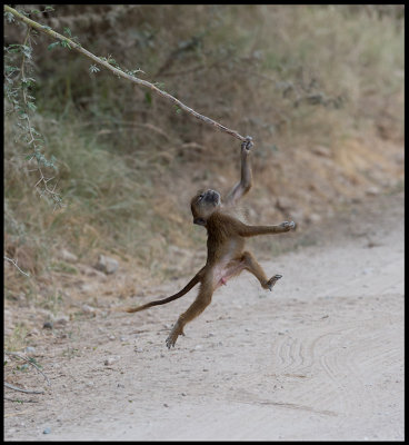 Young Baboon jumping