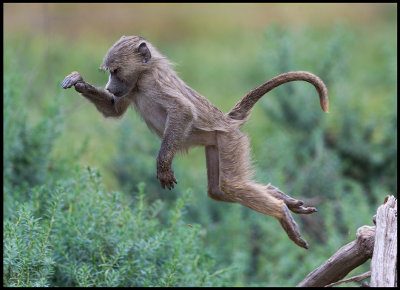 Young Baboon jumping