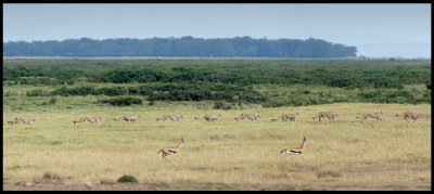 1 second of a Cheetas hunt (10 frames/s) - Amboseli NP
