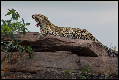 Leopard - Masai Mara