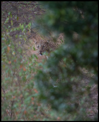 Leopard - Masai Mara