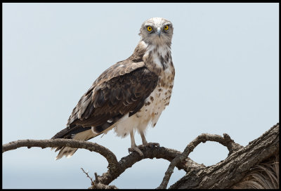 Juvenile Black-chested Snake Eagle