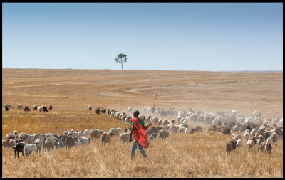 Masai boy looking after sheep