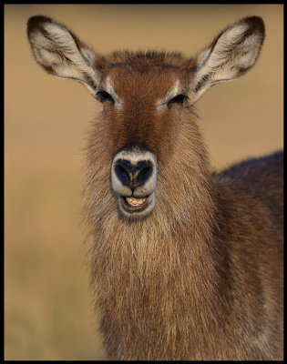 Waterbuck