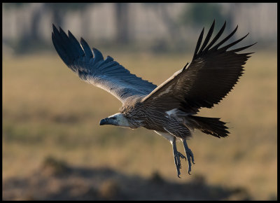 Rppells Griffon Vulture 