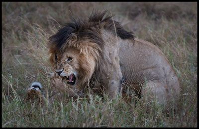 Lions mating