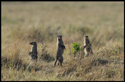 Banded Mongoose lookout