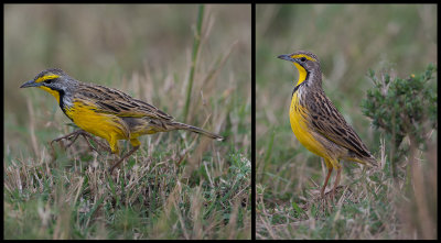 Yellow-throated Longclaw