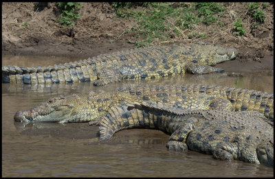 Nile Crocodiles in Mara River