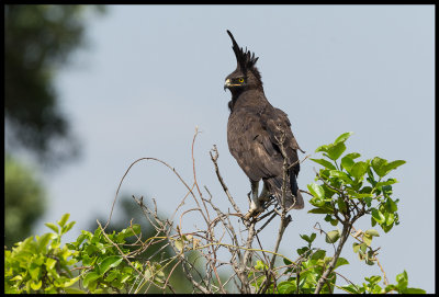 Long-crested Eagle at our Base Camp