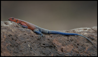 Red-blue Agama - Mara Village