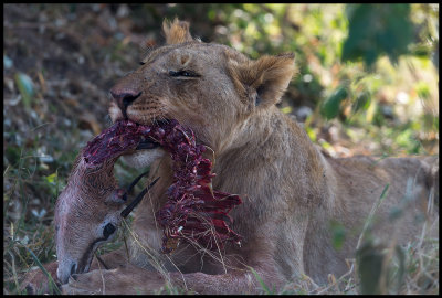 Lion with prey - a Thomson gazelle