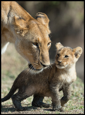 Female Lion with dirty cub....