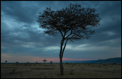 Masai Mara dusk