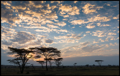Masai Mara dawn
