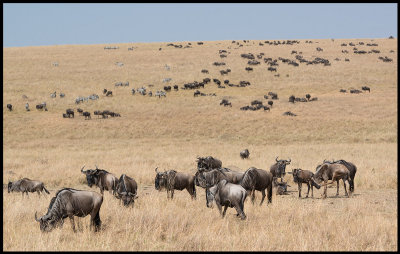 Wilderbeests in Kenyan part og Serengeti
