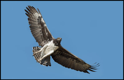 Martial Eagle