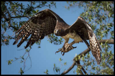 Martial Eagle with Banded Mongoose