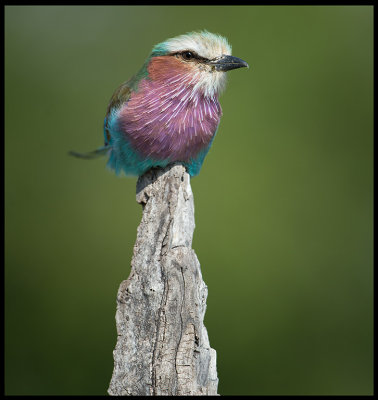 Lilac-breasted Roller