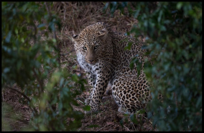 Leopard - Masai Mara - The most beautiful animal I have ever seen!!!