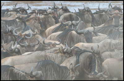 Wilderbeest dusty chaos at Mara River