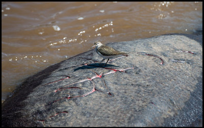 It is  NOT a rock ! It is a Common Sandpiper on top of a Hippo