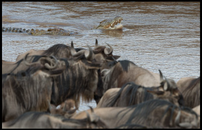 Crocodiles in Mara River waiting for Wildebeests to cross