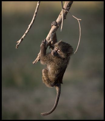 Young Baboon hanging loose... Masai Mara