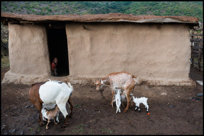 Laktating goats and boy in a nearby Masai Village