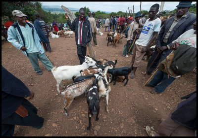 Goats for sale at the market