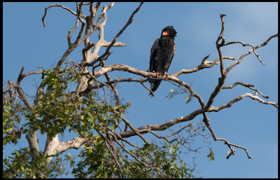 Bateleur - a very short-tailed Eagle