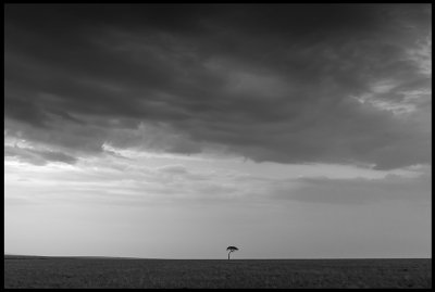 Masai Mara Lonely tree