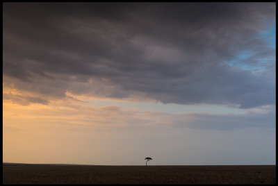 Masai Mara - Lonely tree