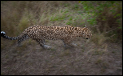 Leopard close encounter - Photo: Martin Breider